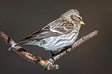 Common Redpoll_24398